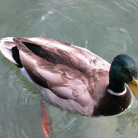 Seehotel Garni Poellmann 4* Zell am Moos