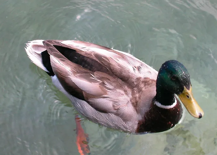 Seehotel Garni Poellmann 4* Zell am Moos